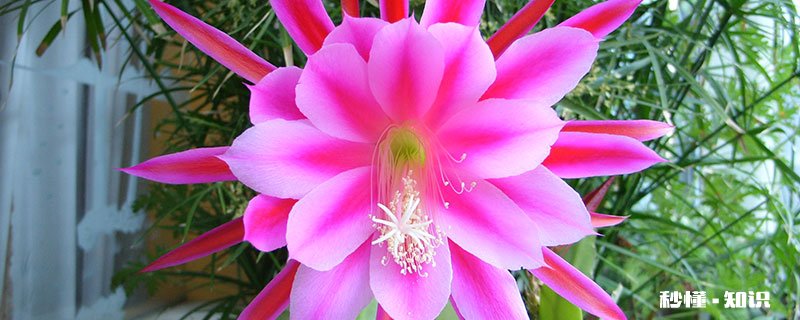 令箭荷花怎么修剪 令箭荷花的修剪方法