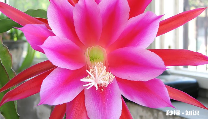 令箭荷花怎么修剪 令箭荷花的修剪方法