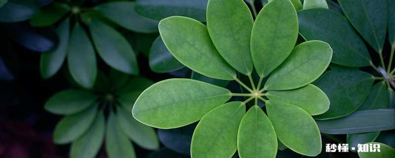 七叶莲的养殖方法和注意事项 七叶莲的养殖方法