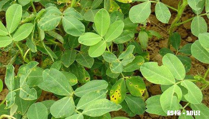 花生开花期要施什么肥 花生开花期怎么施肥