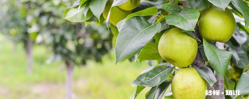 梨树施什么肥 梨树怎么施肥