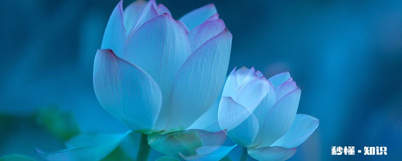 碗莲的养殖方法和注意事项 碗莲的养殖方法