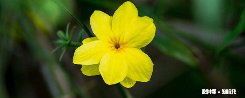 迎春花怎么修剪 迎春花的修剪方法