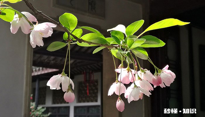 粉色花有哪些 粉色花卉有哪些