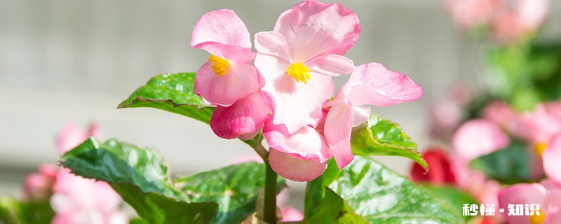 粉色花有哪些 粉色花卉有哪些