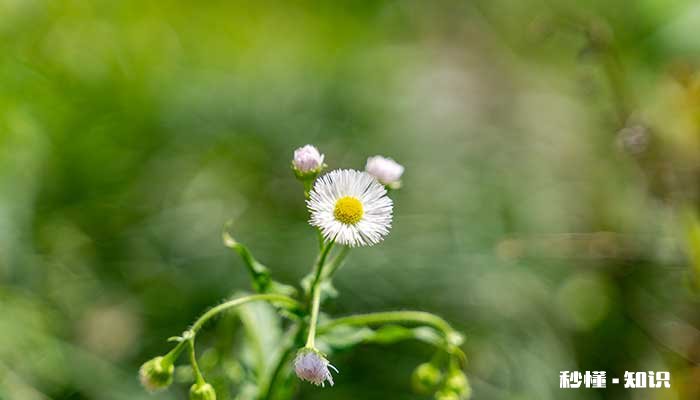 抗冻的花有哪些 有哪些抗冻的花