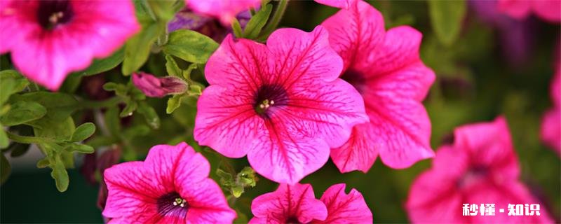 草本植物有哪些 草本植物的用途