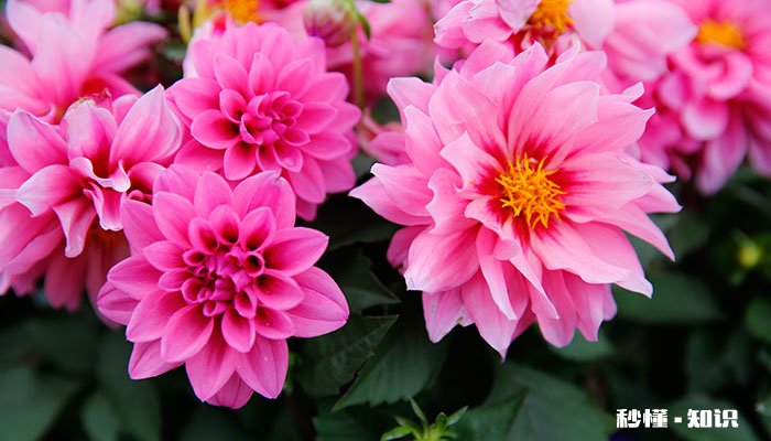 草本植物有哪些 草本植物的用途