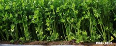 芹菜施什么肥好 芹菜施什么肥
