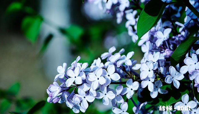 常见四瓣花有哪些 常见的四瓣花