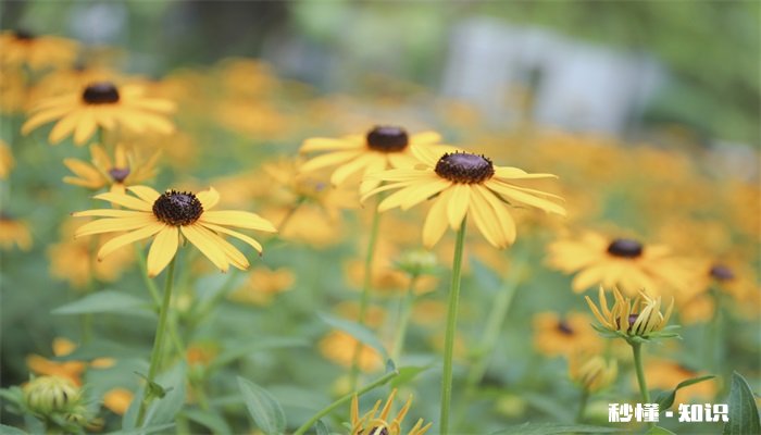 雏菊的养殖方法和注意事项 雏菊的养殖方法和注意事项有哪些