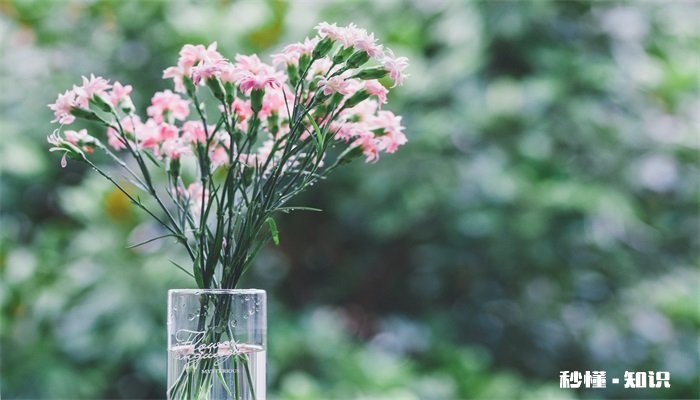 康乃馨的花语 康乃馨的花语是什么