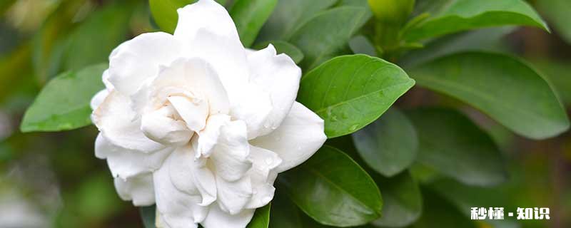 栀子花什么时候开 栀子花的开花时间