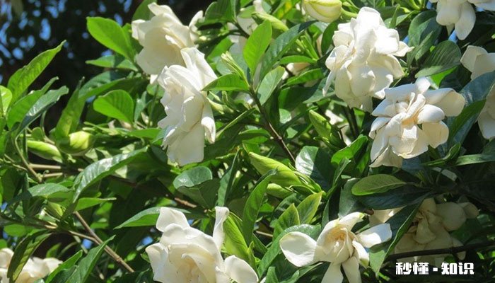 栀子花什么时候开 栀子花的开花时间