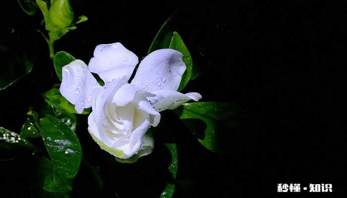 栀子花什么时候开 栀子花的开花时间