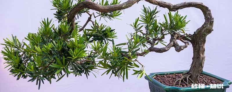 罗汉松怎么修剪 罗汉松如何修剪