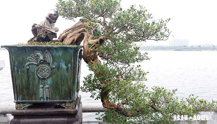 罗汉松怎么修剪 罗汉松如何修剪