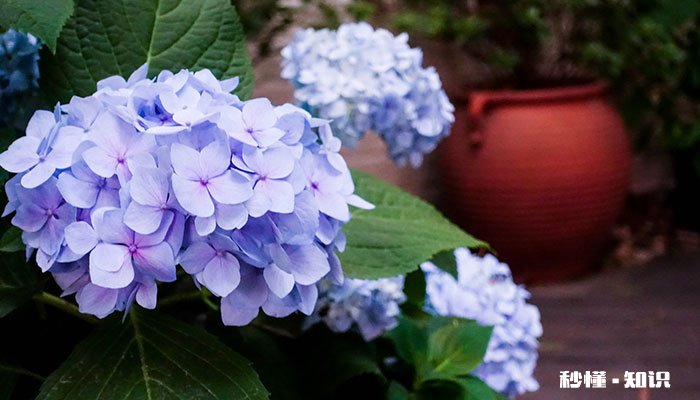 蓝色的花有哪些 有哪些蓝色的花