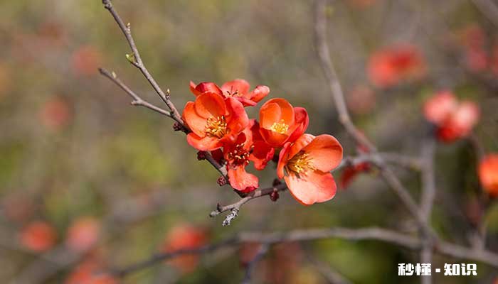长寿冠海棠怎么修剪 长寿冠海棠的修剪方法