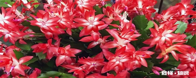 蟹爪兰施什么肥 蟹爪兰怎么施肥