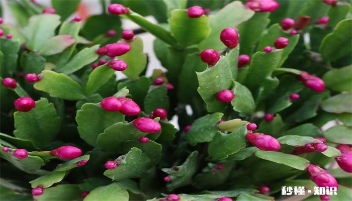 蟹爪兰施什么肥 蟹爪兰怎么施肥