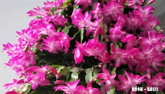 蟹爪兰施什么肥 蟹爪兰怎么施肥