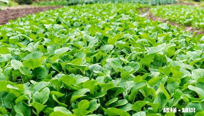 蔬菜施什么肥长得快又好 蔬菜施什么肥长得快