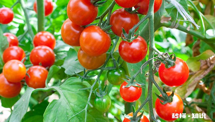 蔬菜施什么肥长得快又好 蔬菜施什么肥长得快