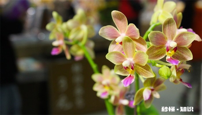 线状花材有哪些 有哪些的线状花材