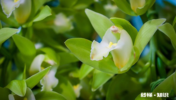 线状花材有哪些 有哪些的线状花材