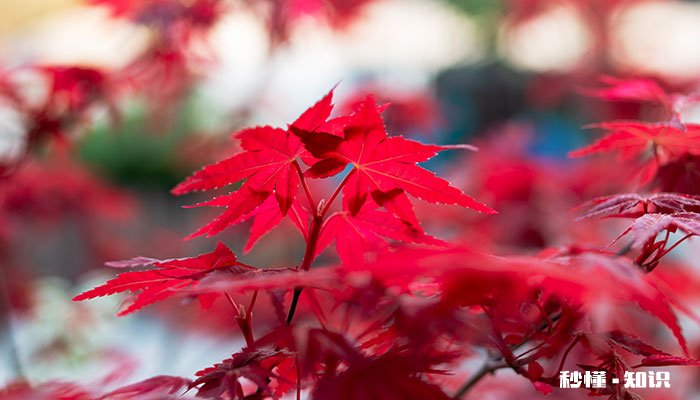 红枫的养殖方法和注意事项 红枫的养殖方法