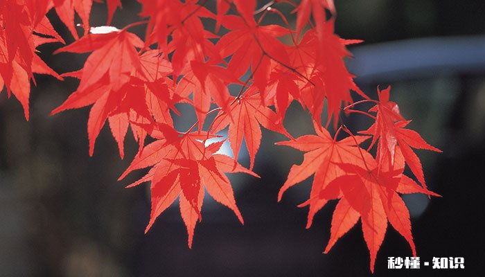 红枫的养殖方法和注意事项 红枫的养殖方法