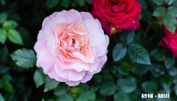 四季牡丹的养殖方法和注意事项 四季牡丹的养殖方法和注意事项有哪些