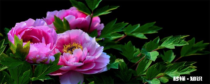 四季牡丹的养殖方法和注意事项 四季牡丹的养殖方法和注意事项有哪些