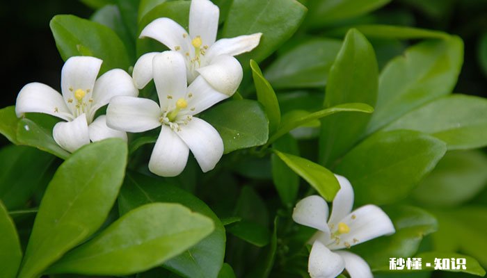 六月雪怎么修剪 六月雪的修剪方法