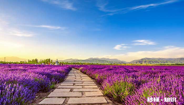 薰衣草的花语是什么 薰衣草的花语