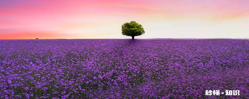 薰衣草的花语是什么 薰衣草的花语