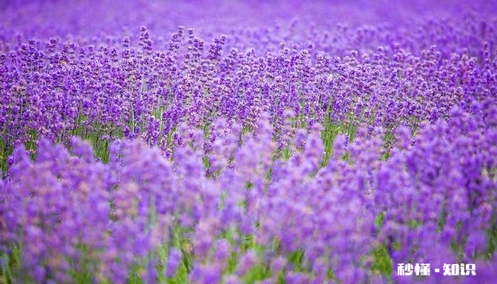 薰衣草的花语是什么 薰衣草的花语