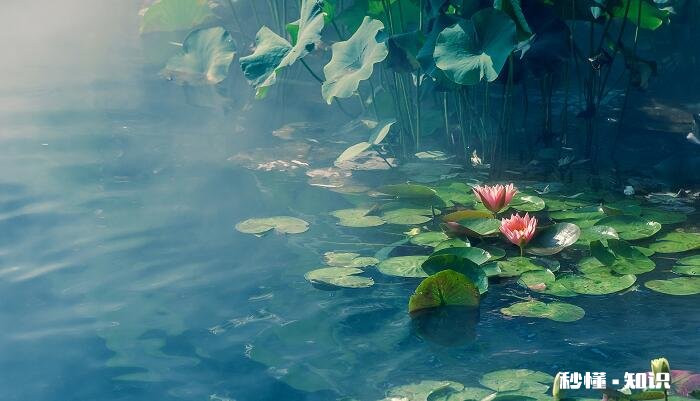 莲花的养殖方法和注意事项 莲花的养殖方法和注意事项有哪些