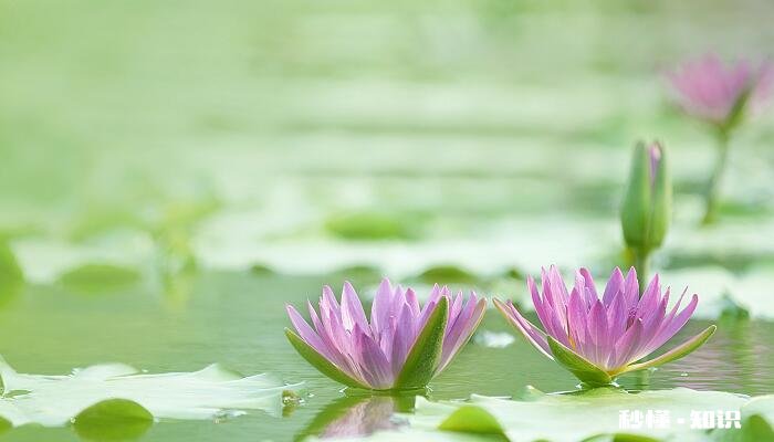莲花的养殖方法和注意事项 莲花的养殖方法和注意事项有哪些