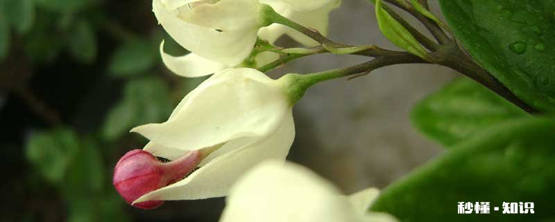 龙吐珠怎么修剪 龙吐珠的修剪方法