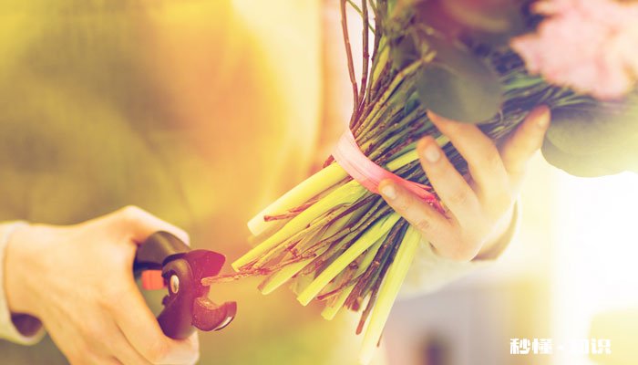 龙吐珠怎么修剪 龙吐珠的修剪方法