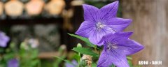桔梗花语 桔梗花语是什么