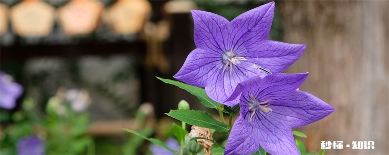 桔梗花语 桔梗花语是什么