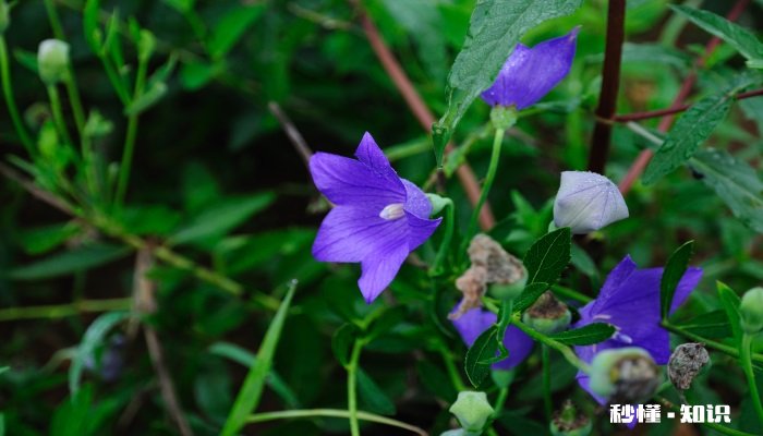 桔梗花语 桔梗花语是什么
