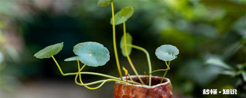 铜钱草施什么肥 铜钱草怎么施肥