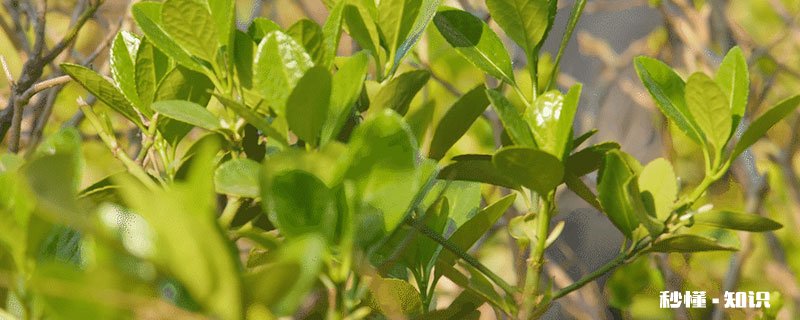 冬青施什么肥 冬青怎么施肥