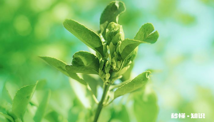 冬青施什么肥 冬青怎么施肥