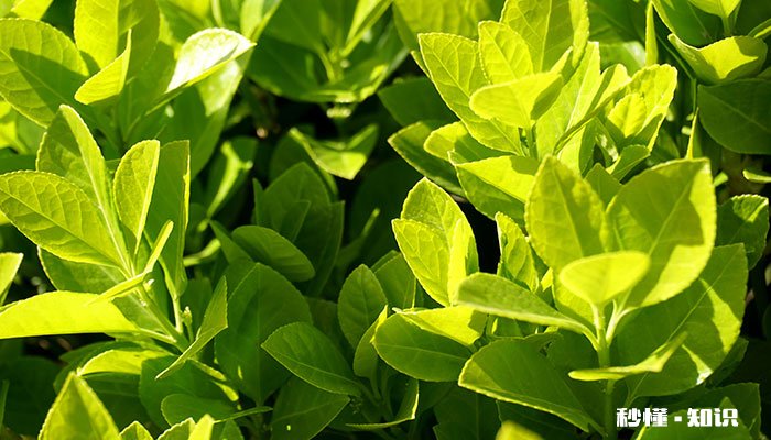 冬青施什么肥 冬青怎么施肥