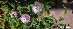 牵牛花有哪些特点 牵牛花的特点